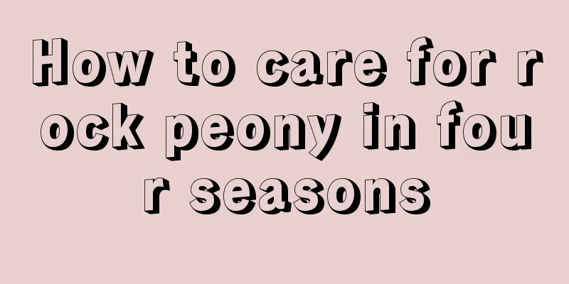 How to care for rock peony in four seasons