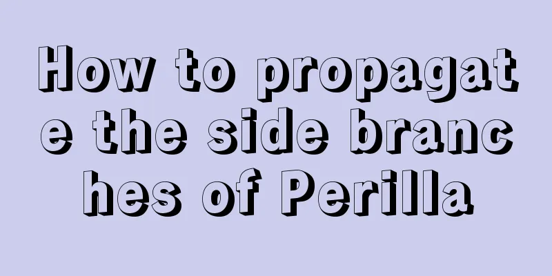 How to propagate the side branches of Perilla