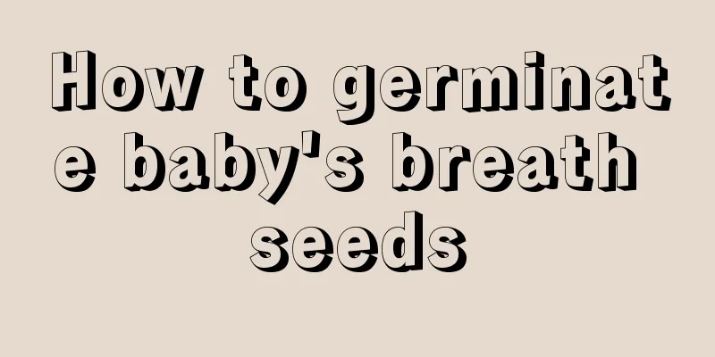 How to germinate baby's breath seeds