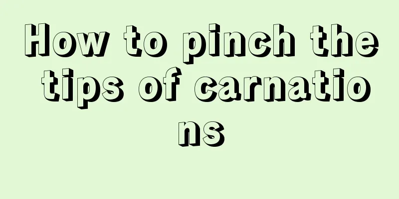 How to pinch the tips of carnations