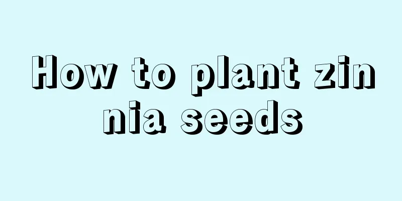 How to plant zinnia seeds