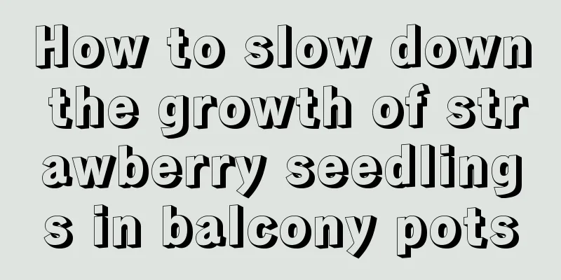 How to slow down the growth of strawberry seedlings in balcony pots