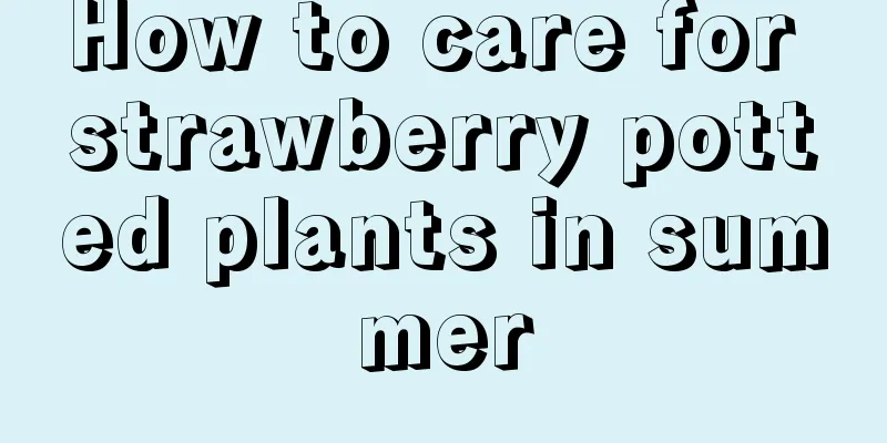 How to care for strawberry potted plants in summer