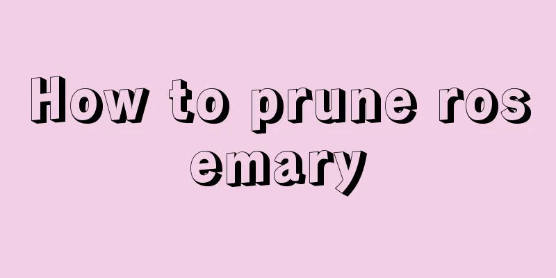 How to prune rosemary