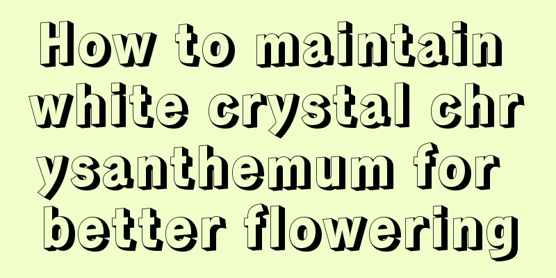 How to maintain white crystal chrysanthemum for better flowering