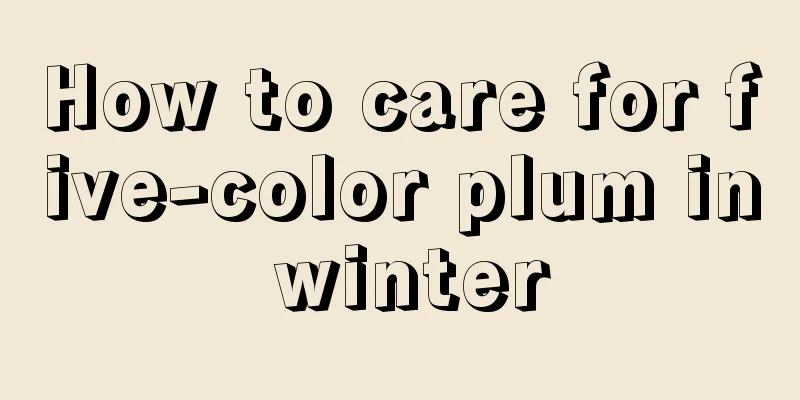 How to care for five-color plum in winter