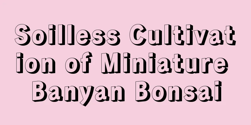 Soilless Cultivation of Miniature Banyan Bonsai