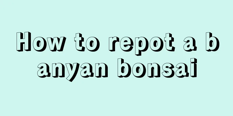 How to repot a banyan bonsai