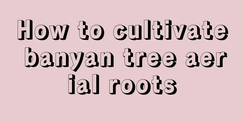 How to cultivate banyan tree aerial roots