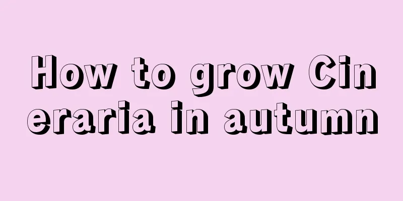 How to grow Cineraria in autumn