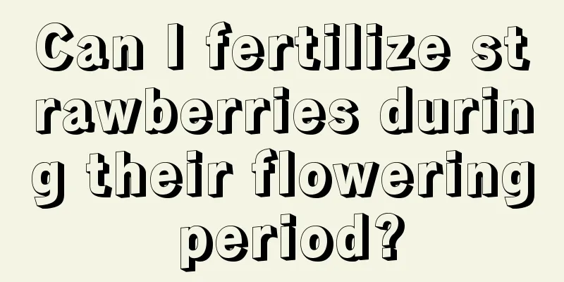 Can I fertilize strawberries during their flowering period?