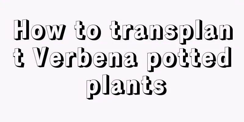 How to transplant Verbena potted plants