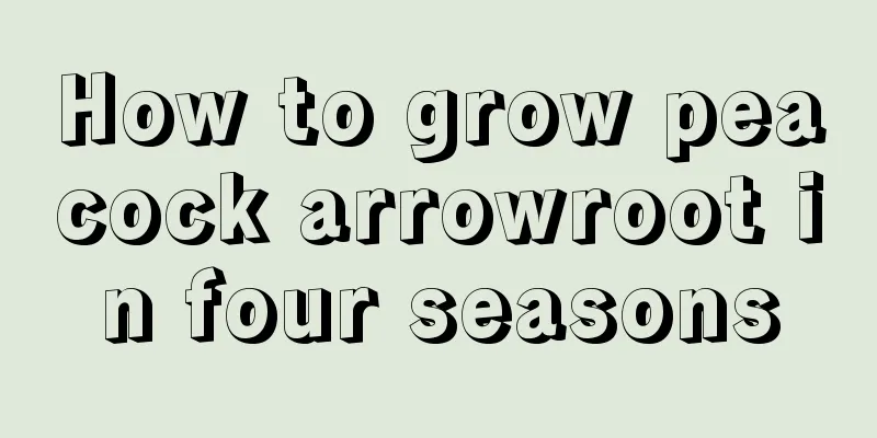 How to grow peacock arrowroot in four seasons