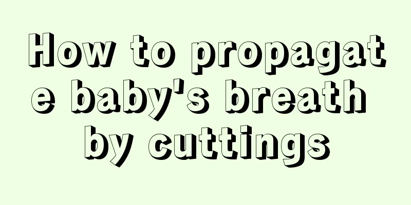 How to propagate baby's breath by cuttings