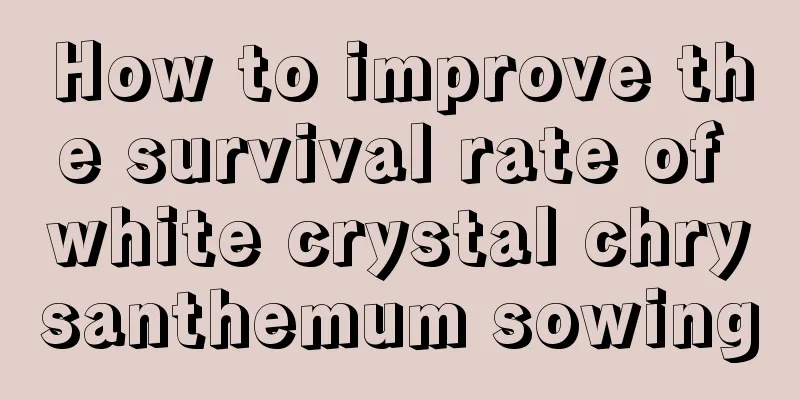 How to improve the survival rate of white crystal chrysanthemum sowing