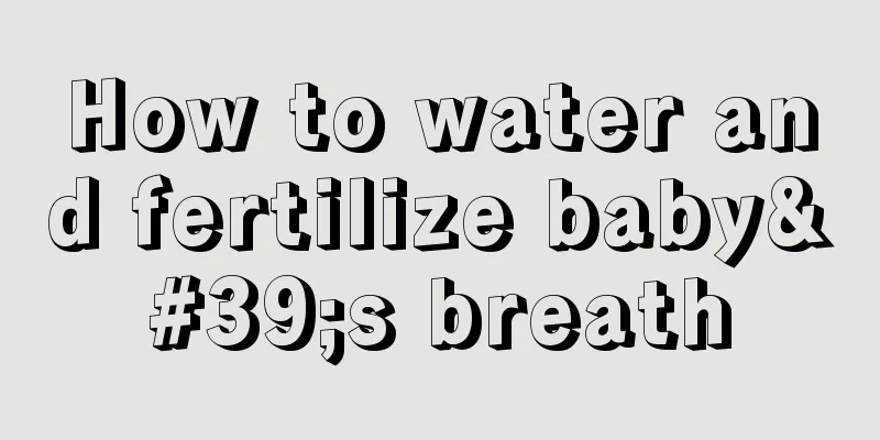 How to water and fertilize baby's breath