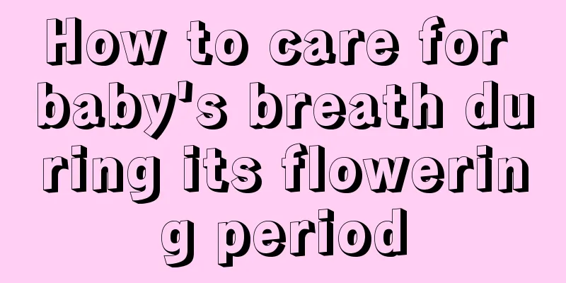 How to care for baby's breath during its flowering period