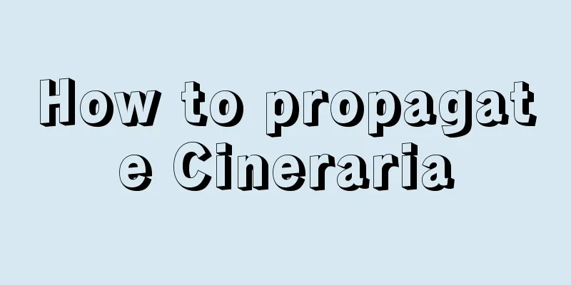 How to propagate Cineraria