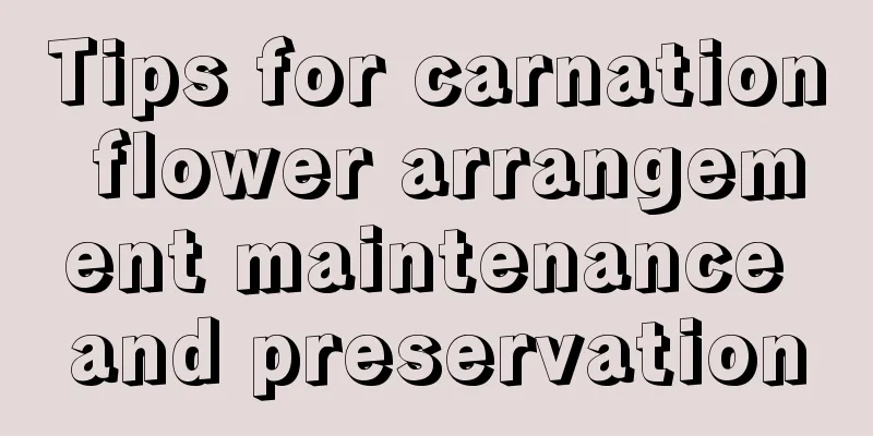 Tips for carnation flower arrangement maintenance and preservation