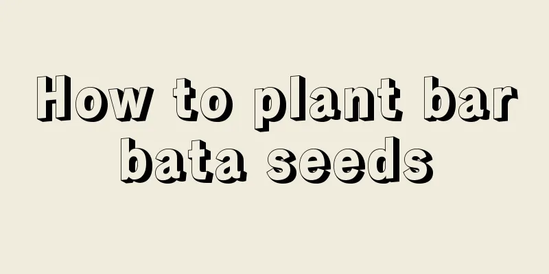 How to plant barbata seeds