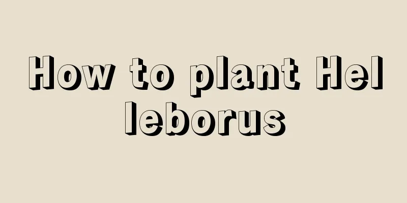 How to plant Helleborus