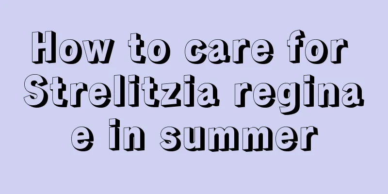 How to care for Strelitzia reginae in summer