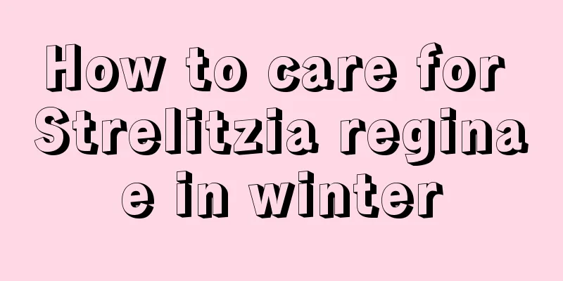 How to care for Strelitzia reginae in winter