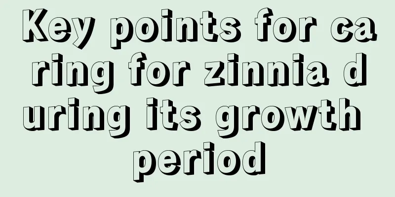 Key points for caring for zinnia during its growth period