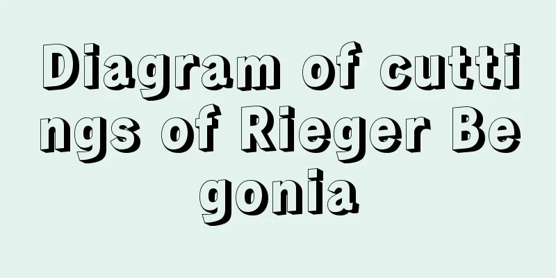 Diagram of cuttings of Rieger Begonia