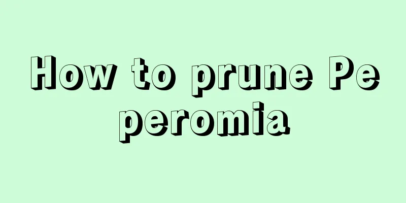 How to prune Peperomia