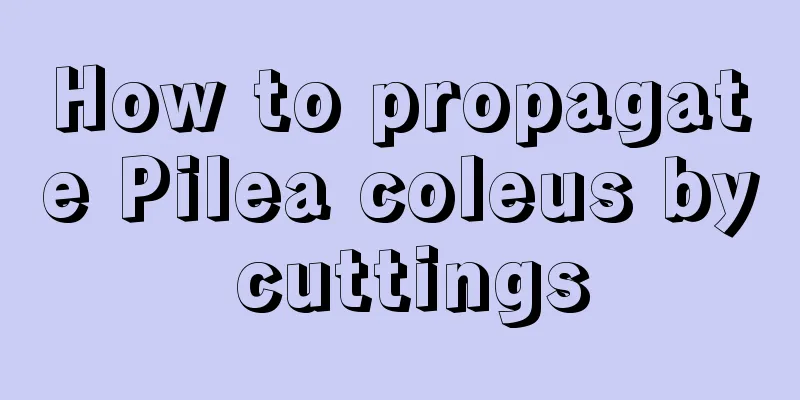 How to propagate Pilea coleus by cuttings