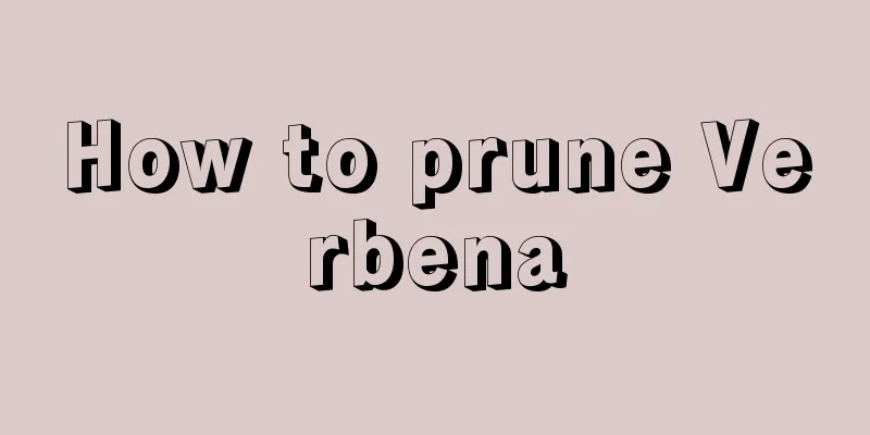 How to prune Verbena