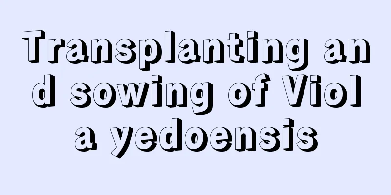 Transplanting and sowing of Viola yedoensis