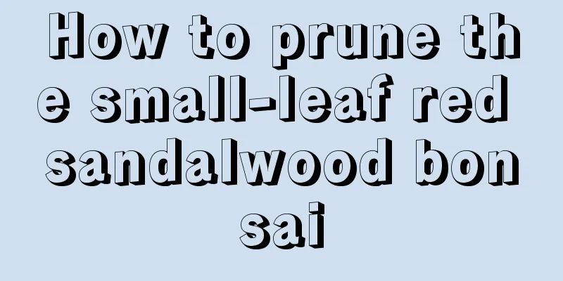 How to prune the small-leaf red sandalwood bonsai