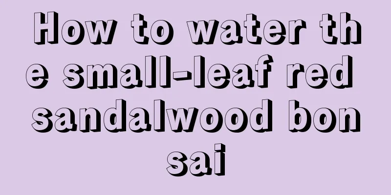 How to water the small-leaf red sandalwood bonsai