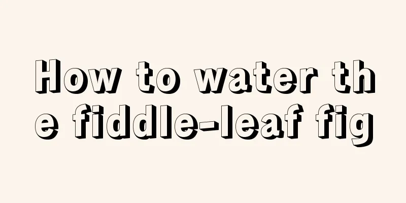 How to water the fiddle-leaf fig