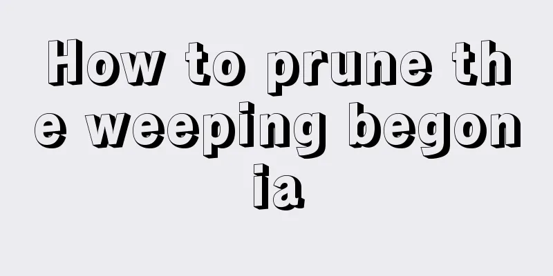 How to prune the weeping begonia