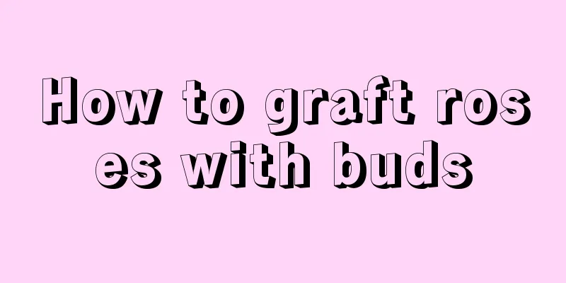 How to graft roses with buds