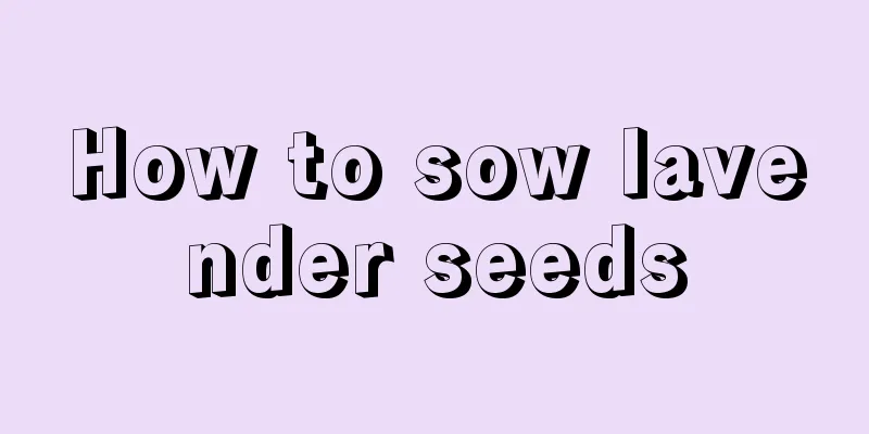 How to sow lavender seeds