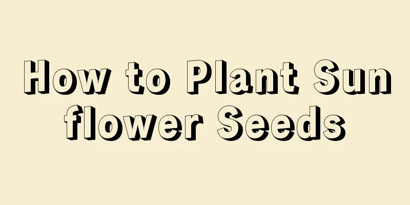 How to Plant Sunflower Seeds