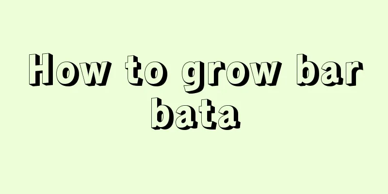 How to grow barbata