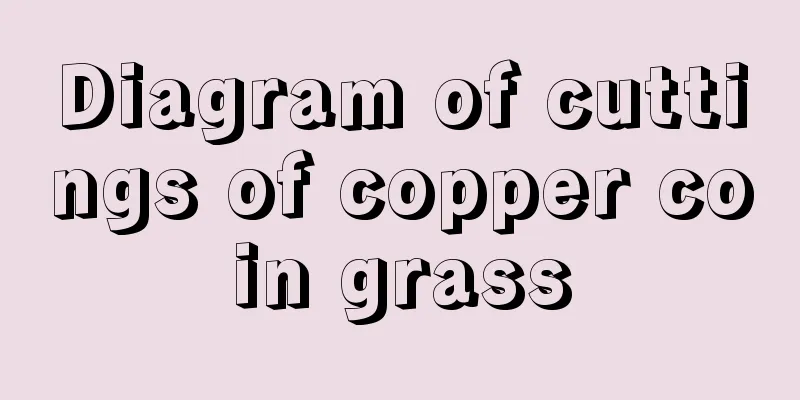 Diagram of cuttings of copper coin grass