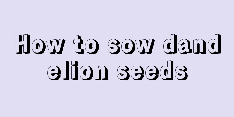 How to sow dandelion seeds