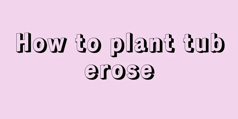 How to plant tuberose