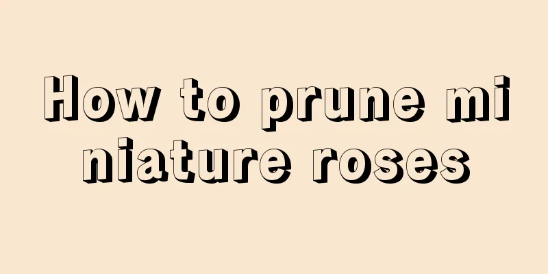 How to prune miniature roses