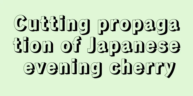 Cutting propagation of Japanese evening cherry