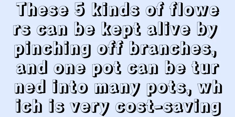 These 5 kinds of flowers can be kept alive by pinching off branches, and one pot can be turned into many pots, which is very cost-saving