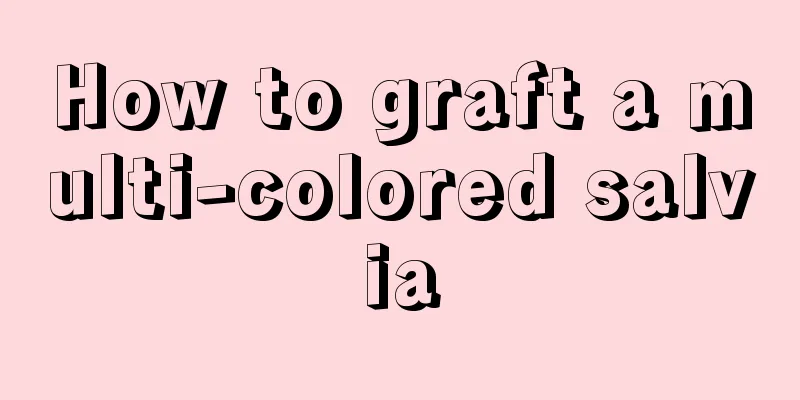 How to graft a multi-colored salvia