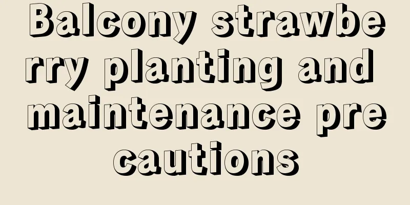 Balcony strawberry planting and maintenance precautions