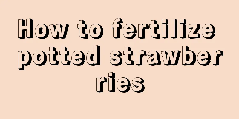 How to fertilize potted strawberries